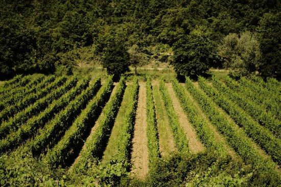 Fattoria Il Muro Aziende Strada del Vino Terre di Arezzo